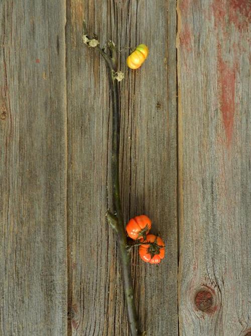 PUMPKIN TREE  ORANGE ORNAMENTALS